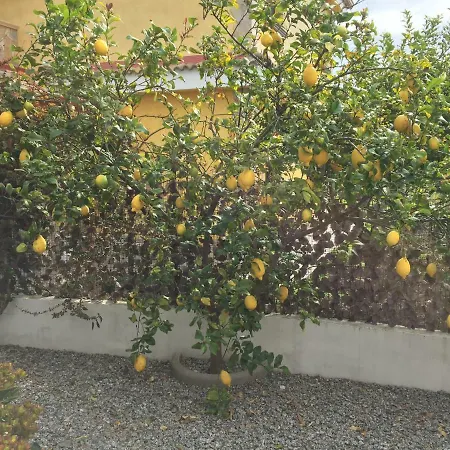 Bergamotto